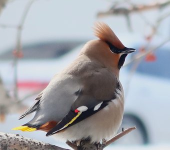 В морозный мартовский день