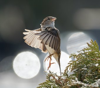 Я танцевать хочу
