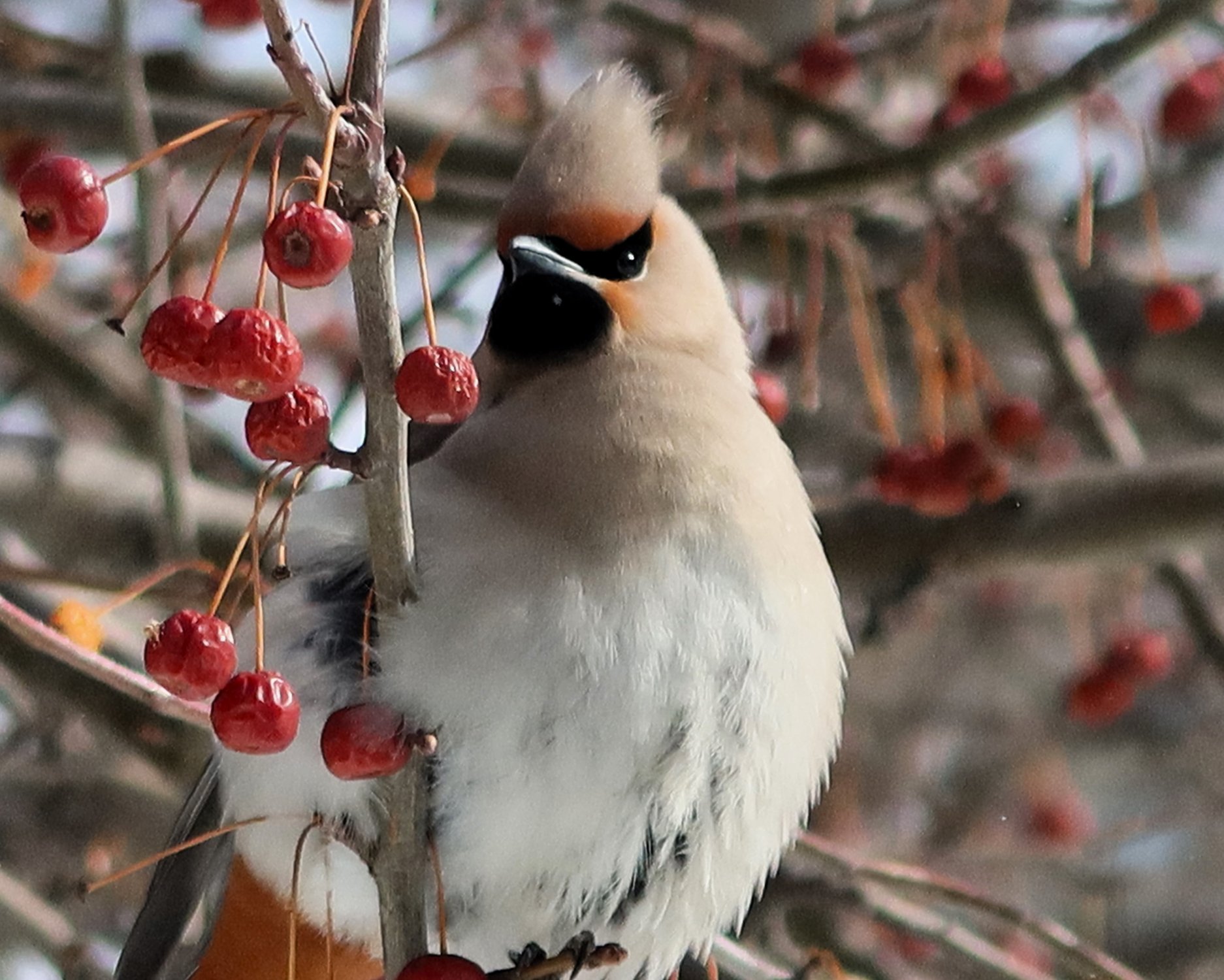 Хохолок украшает