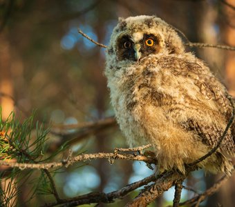 Слёток ушастой совы