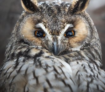 Ушастая сова (Asio otus)