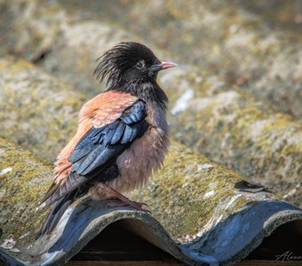 На крыше дома своего...