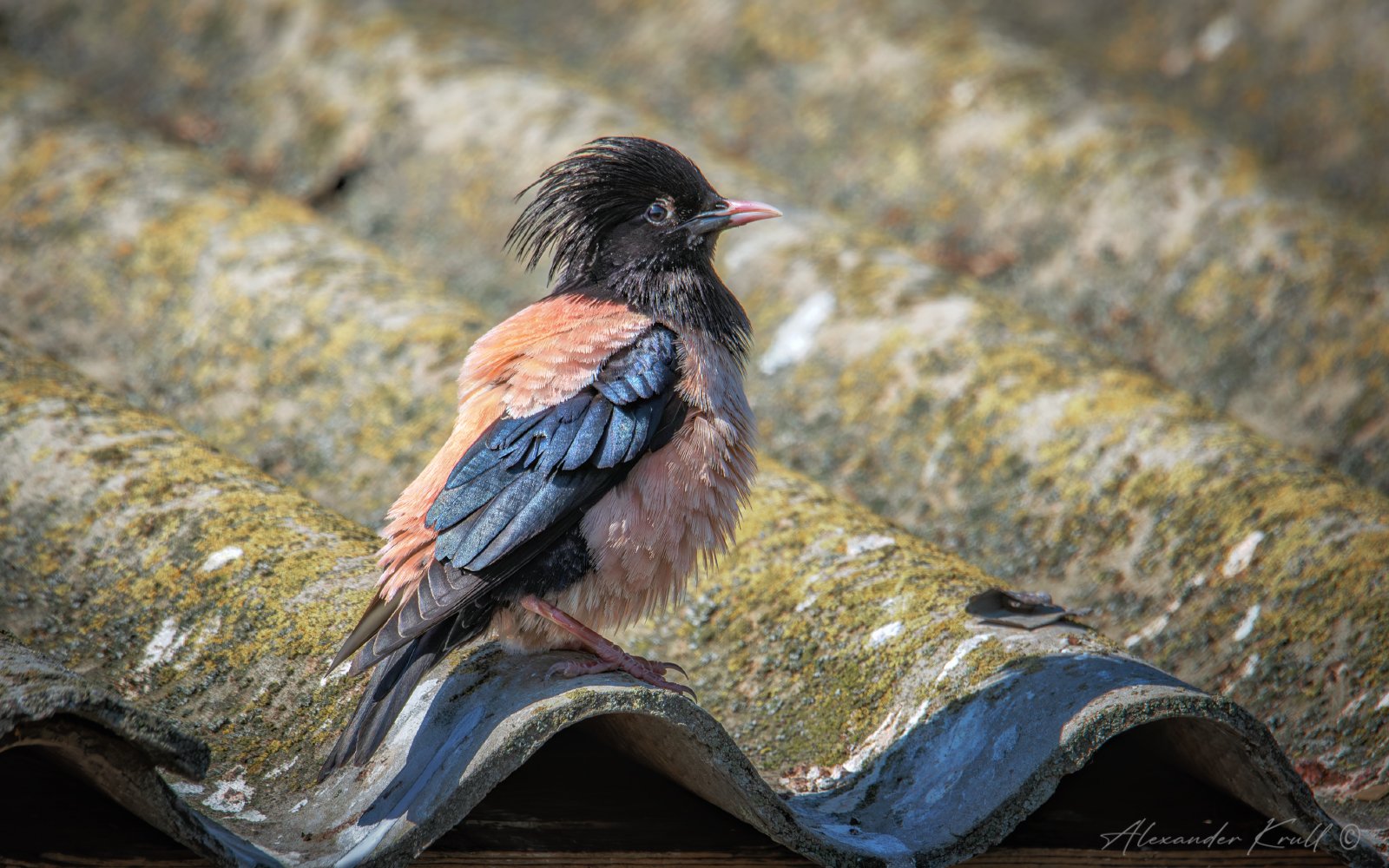 На крыше дома своего