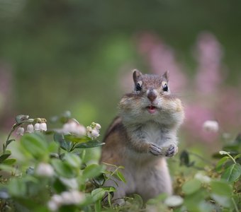 Зацвела брусника!