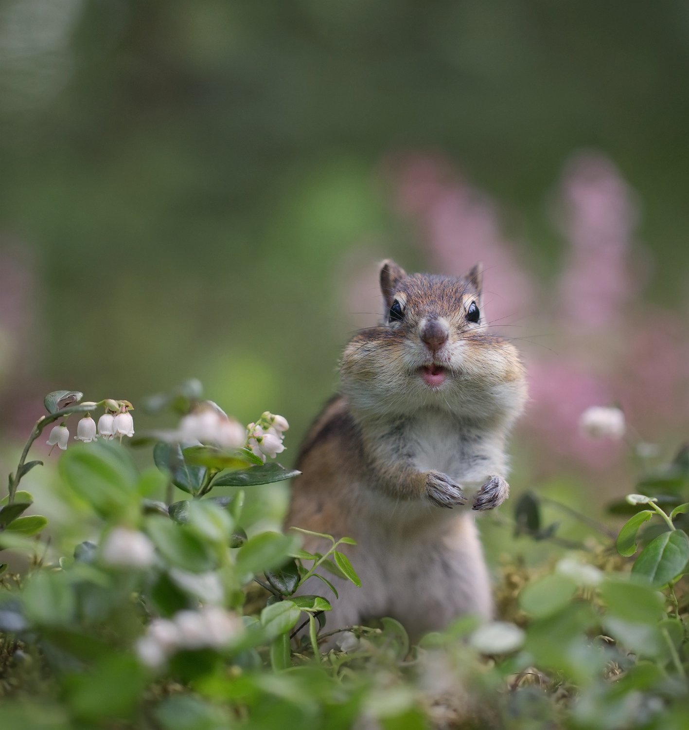 Зацвела брусника!