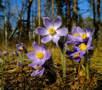 Первоцветы.