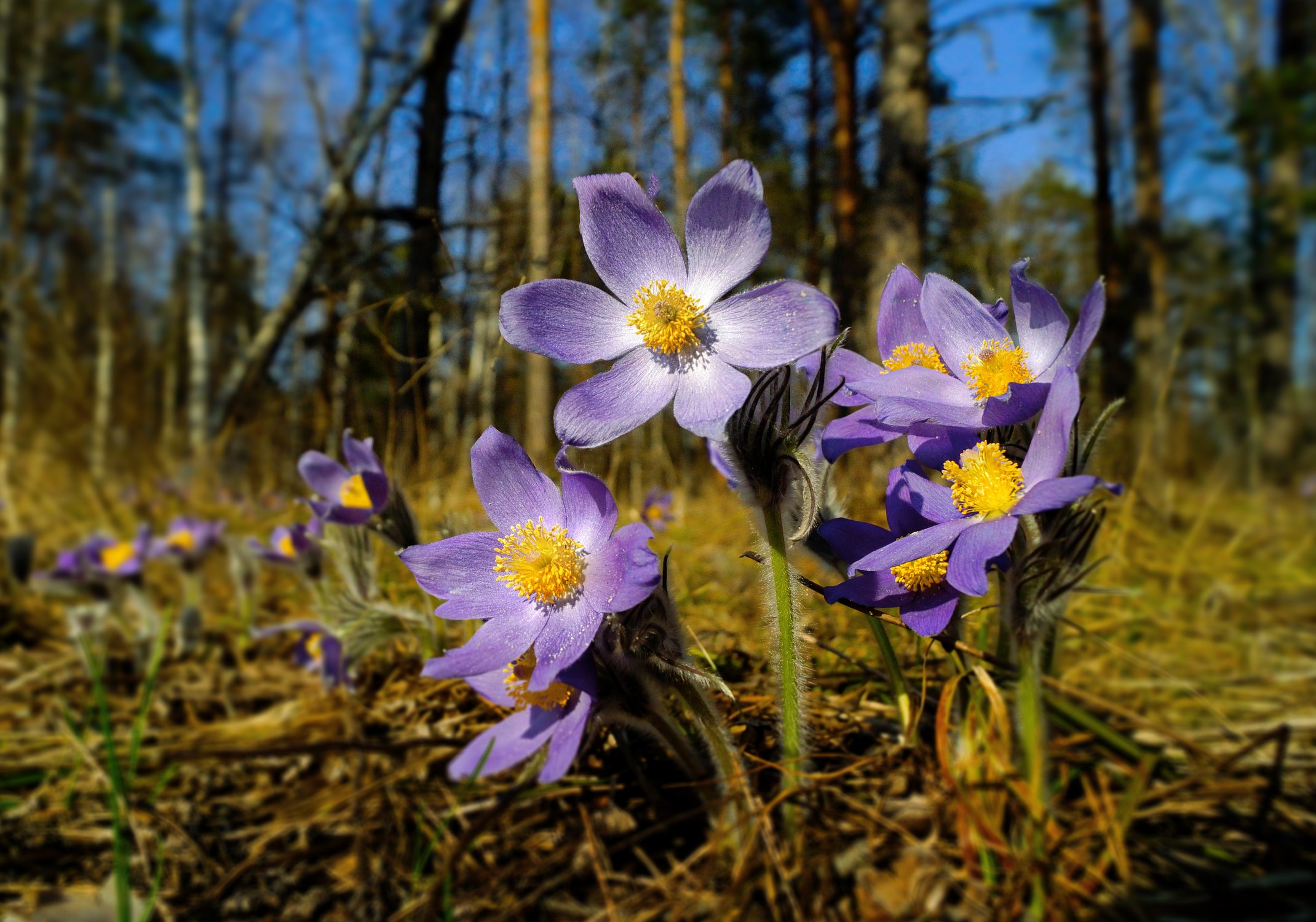 Первоцветы