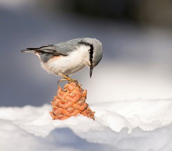 Обыкновенный поползень