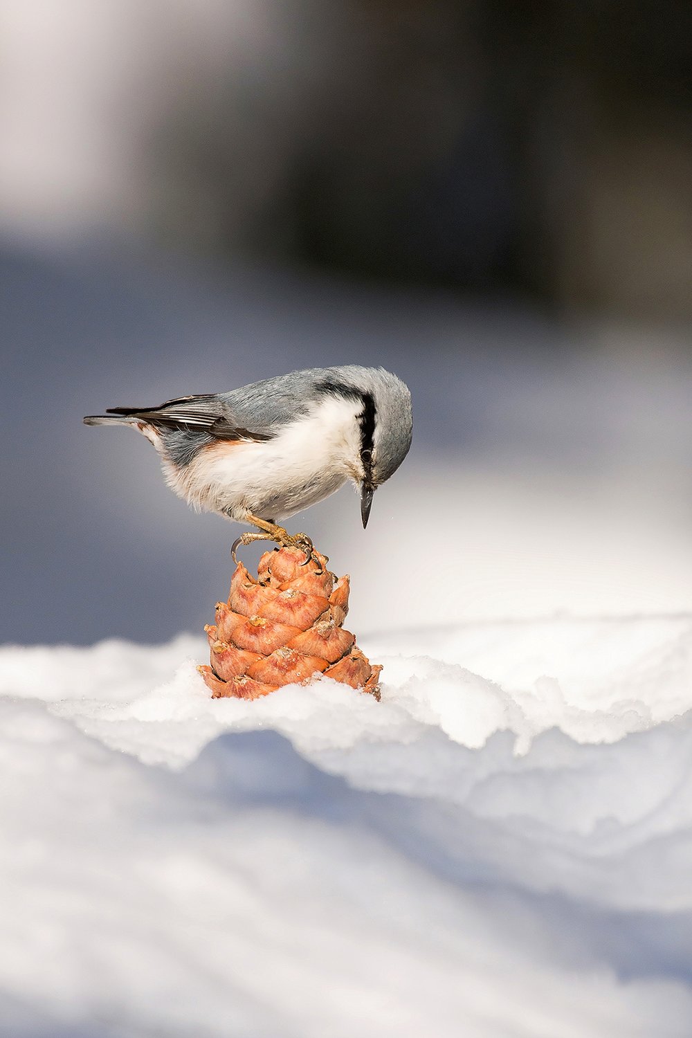 Обыкновенный поползень