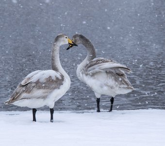 На озере Светлом снегопад