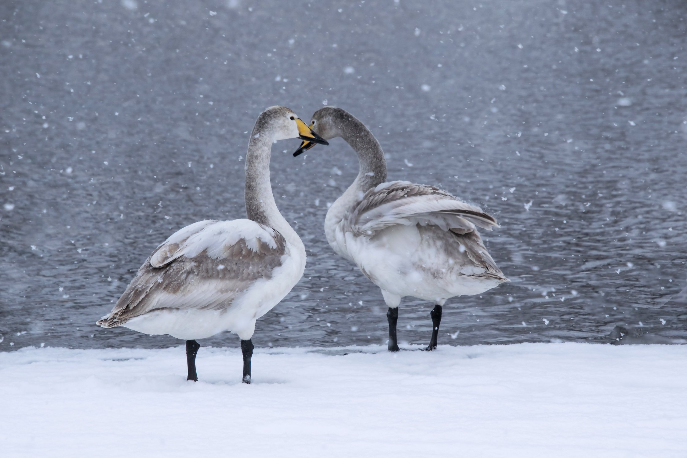 На озере Светлом снегопад