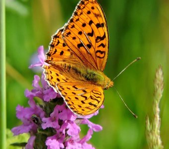 Перламутровка