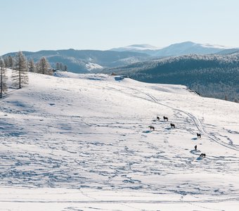 Пазырык