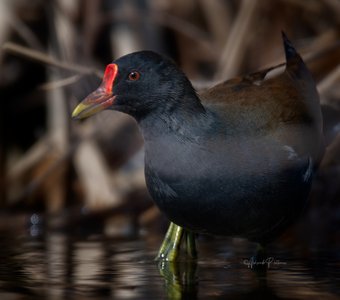 Живущая в камышах