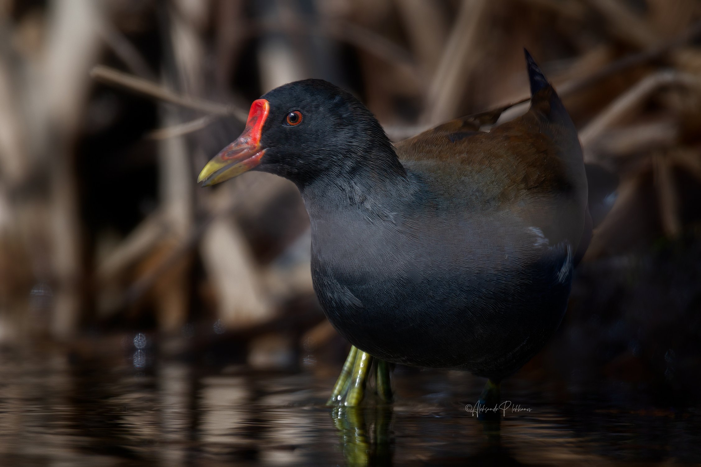 Живущая в камышах