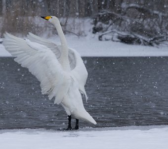 Снежный вальс