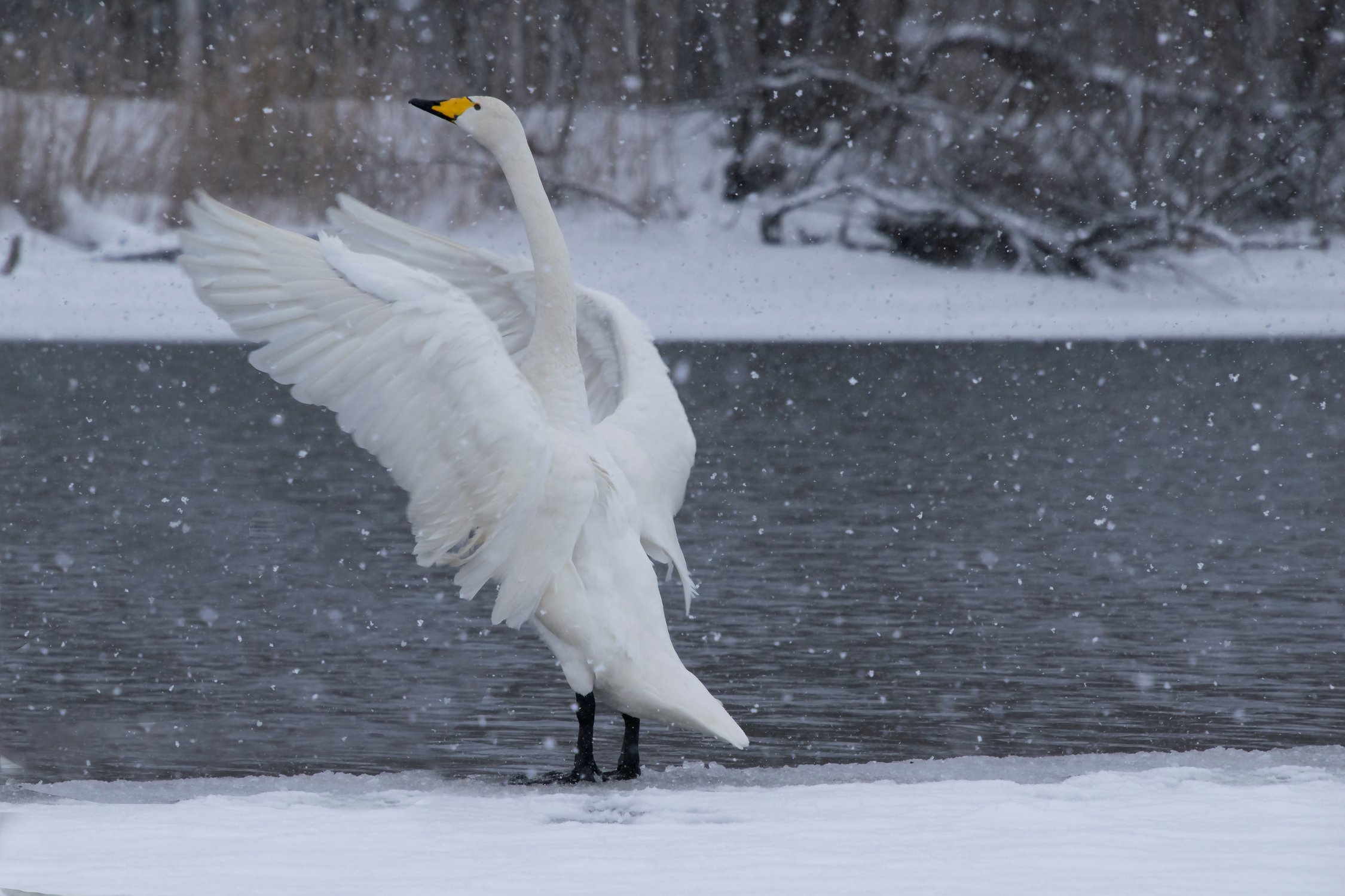 Снежный вальс