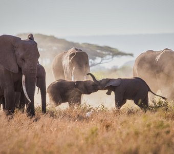 СЛОНЫ АМБОСЕЛИ