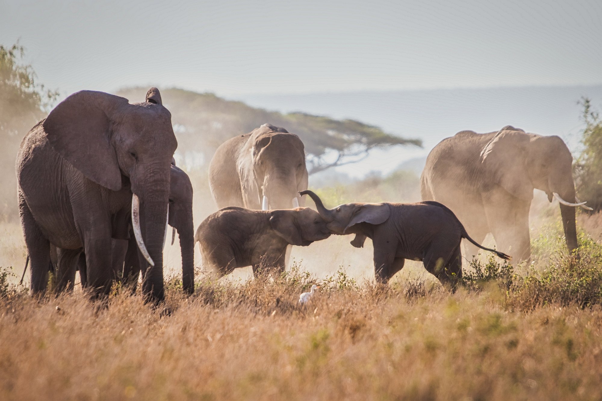 Слоны Амбосели