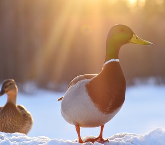 Утки на закате