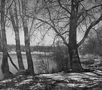 Море деревьев