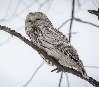 Длиннохвостая неясыть.