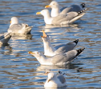 Чайки-хохотуньи посередине кадра