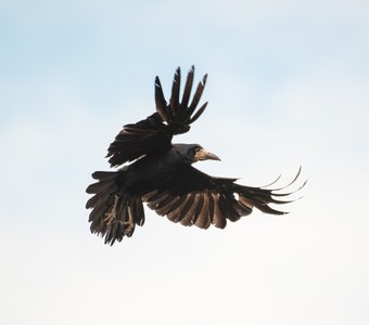 17 марта — День Герасима-грачевника, или День грачей!