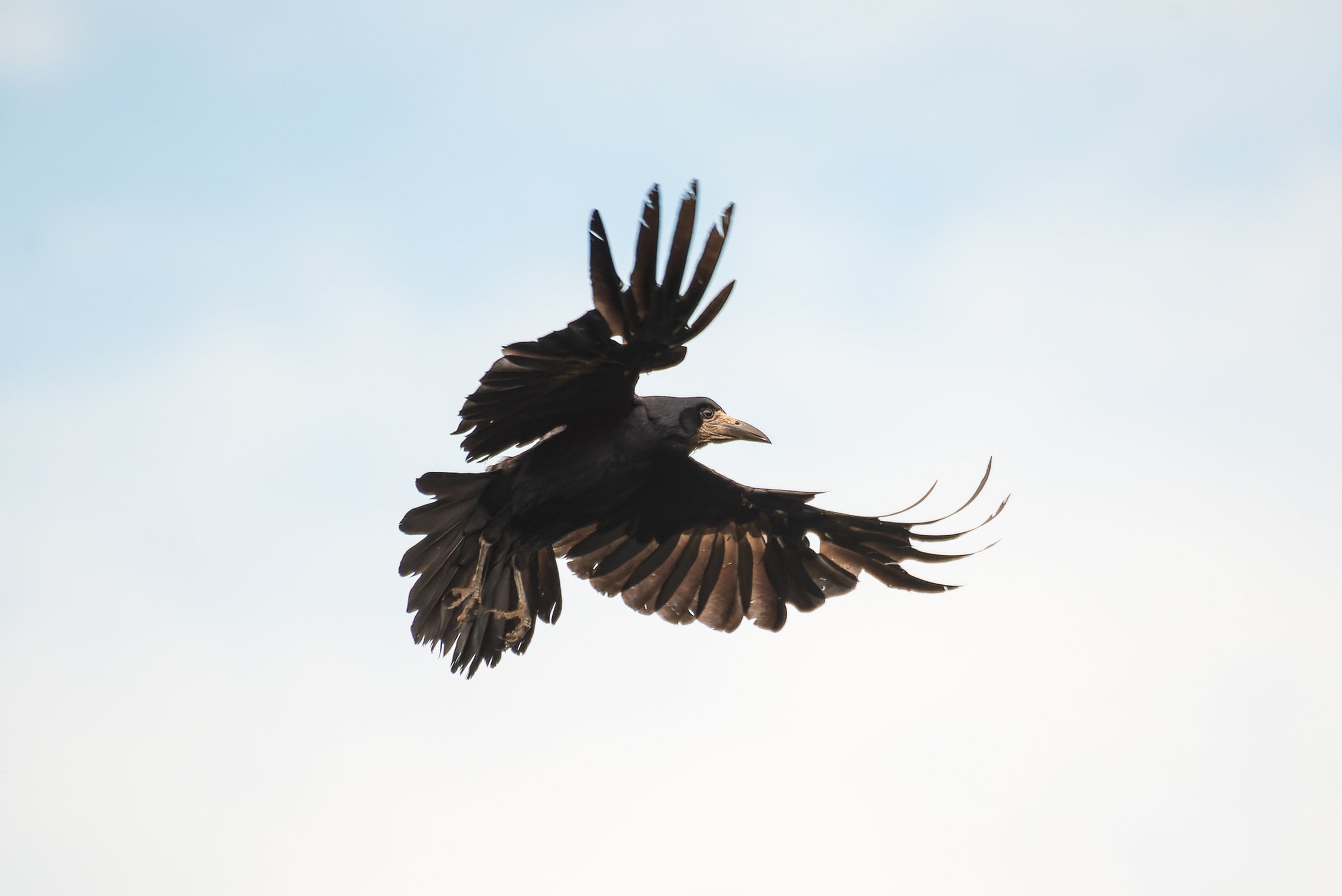 17 марта — День Герасима-грачевника, или День грачей!