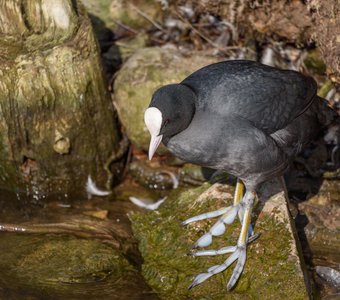 Лысуха демонстрирует свои журавлиные ноги