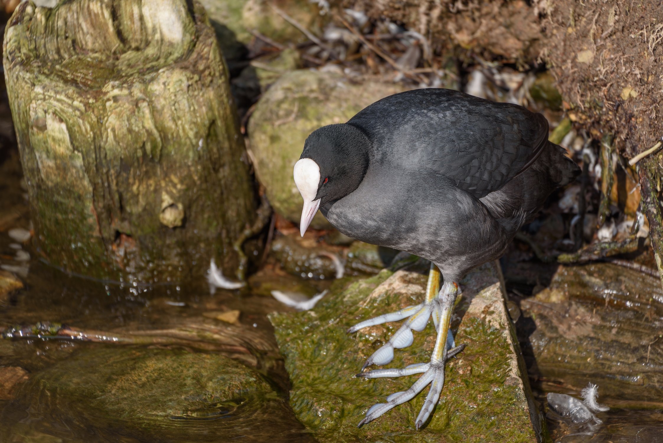 Лысуха демонстрирует свои журавлиные ноги