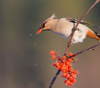Свиристель лакомится рябиной