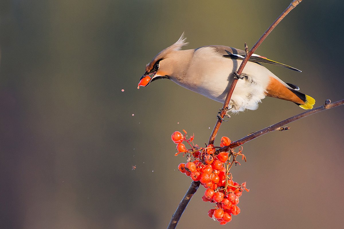 Свиристель лакомится рябиной