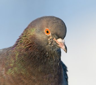 И без подписи понятно, что голубь задаёт вопрос про семки.