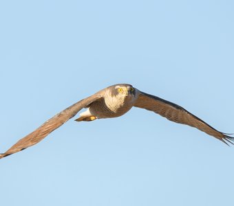 Ястреб-тетеревятник в полёте