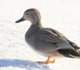 Самец серой утки во всей своей красе