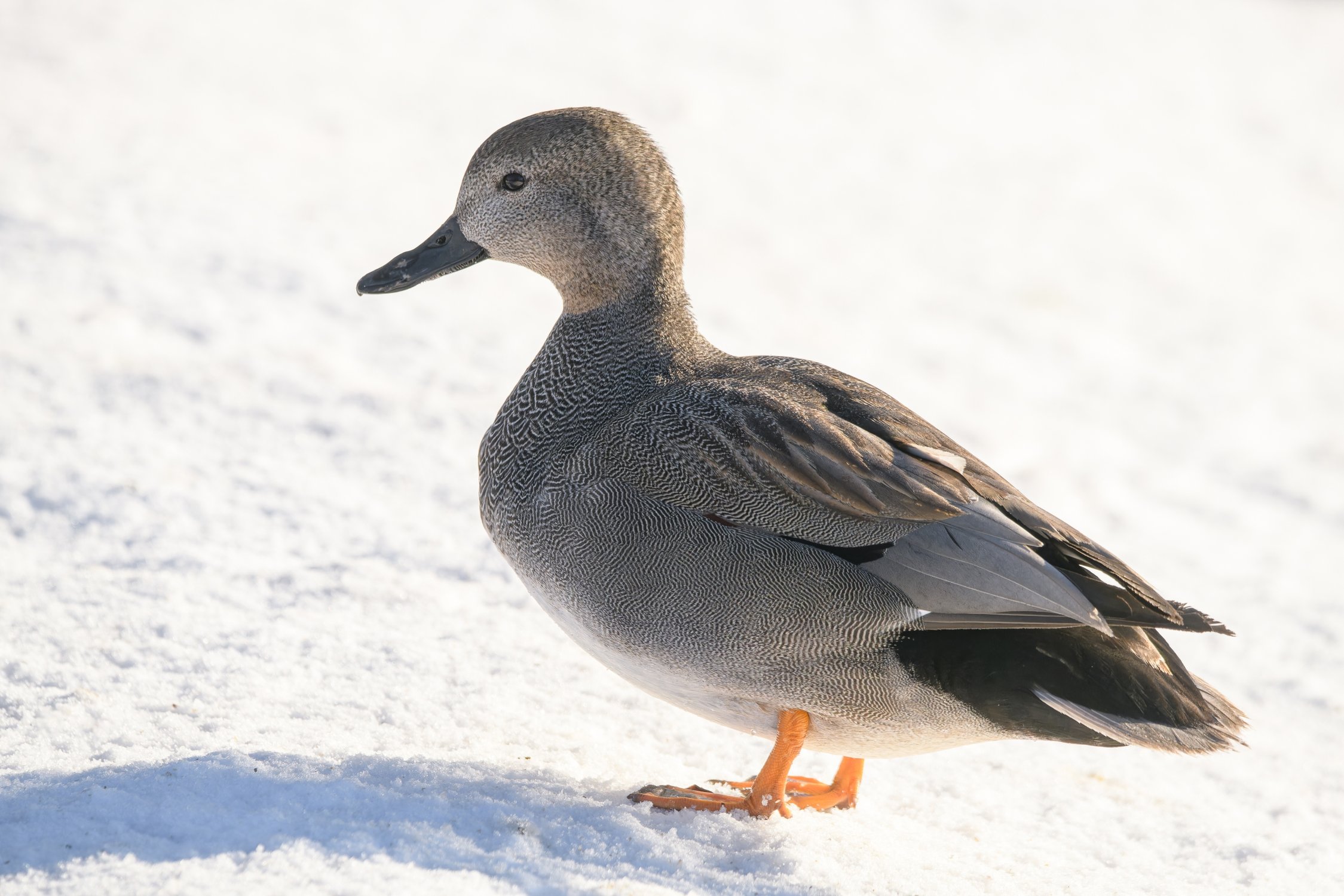 Самец серой утки во всей своей красе