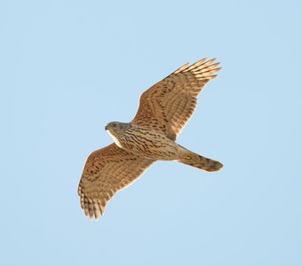 Ястреб-тетеревятник в полёте