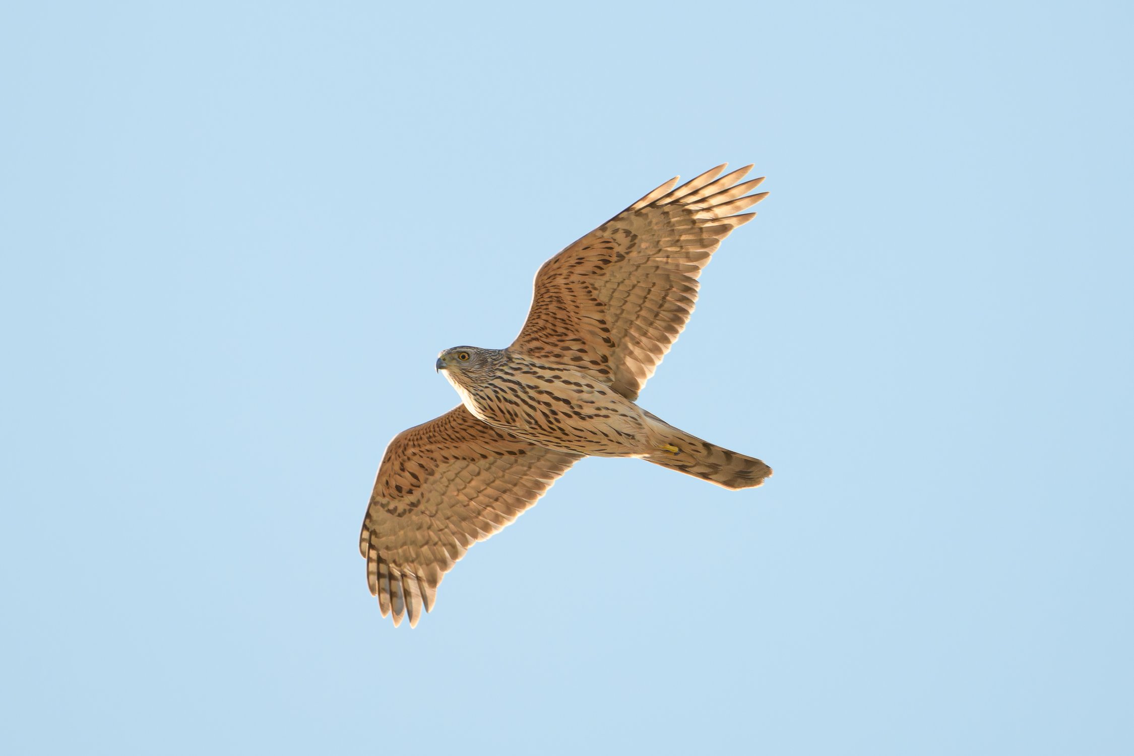 Молодой ястреб-тетеревятник в полёте