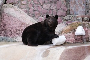 Вестники весны: в Московском зоопарке вышли из спячки все медведи