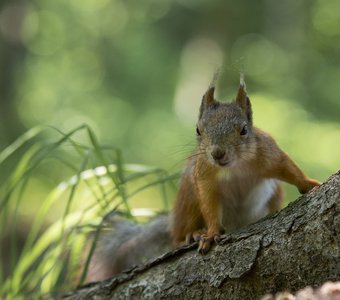 Орехи есть?!