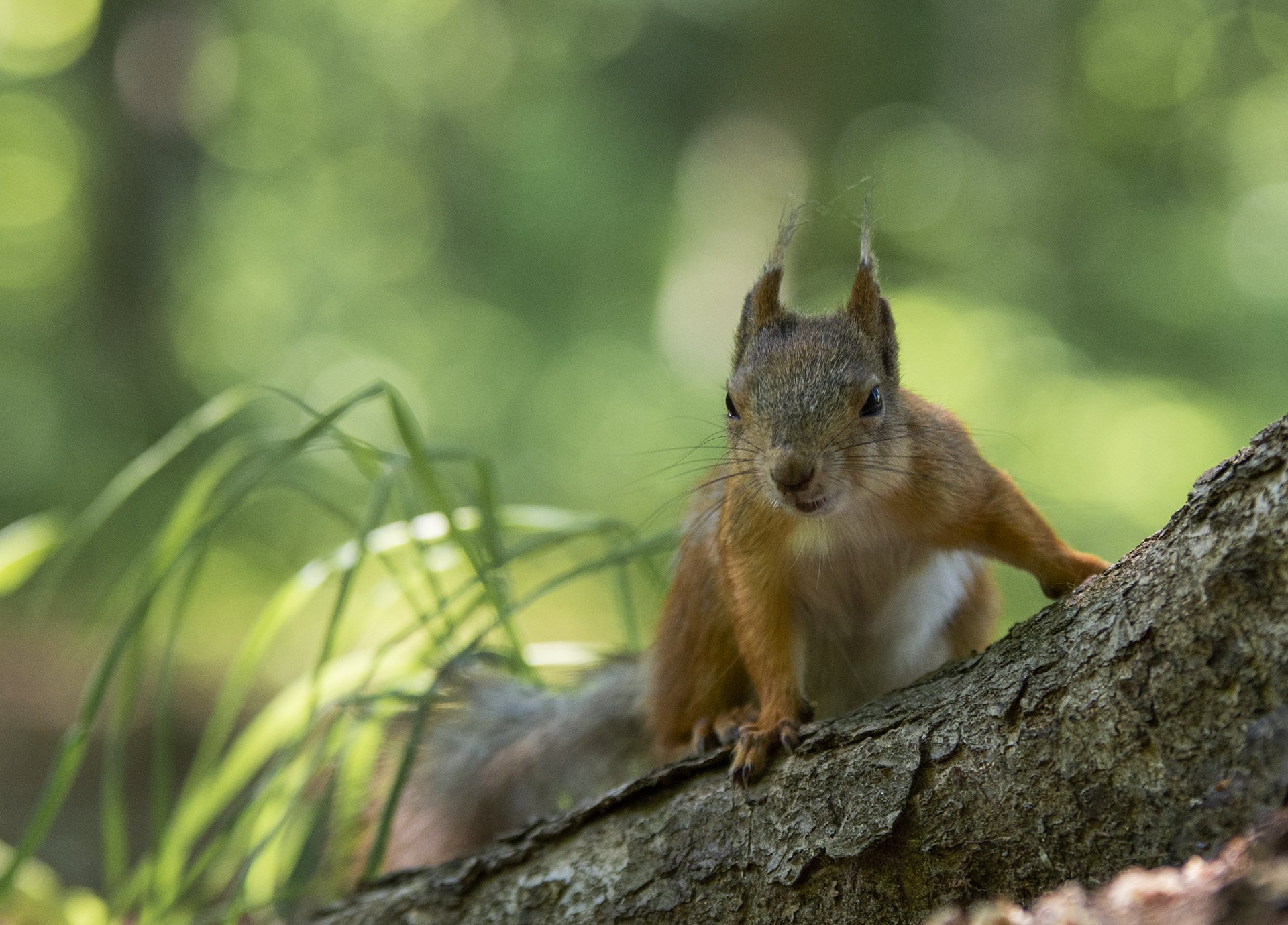 Орехи есть?!