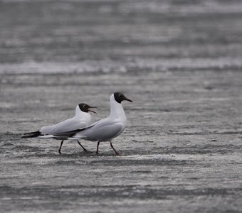 Дорогой, ты меня слушаешь?!