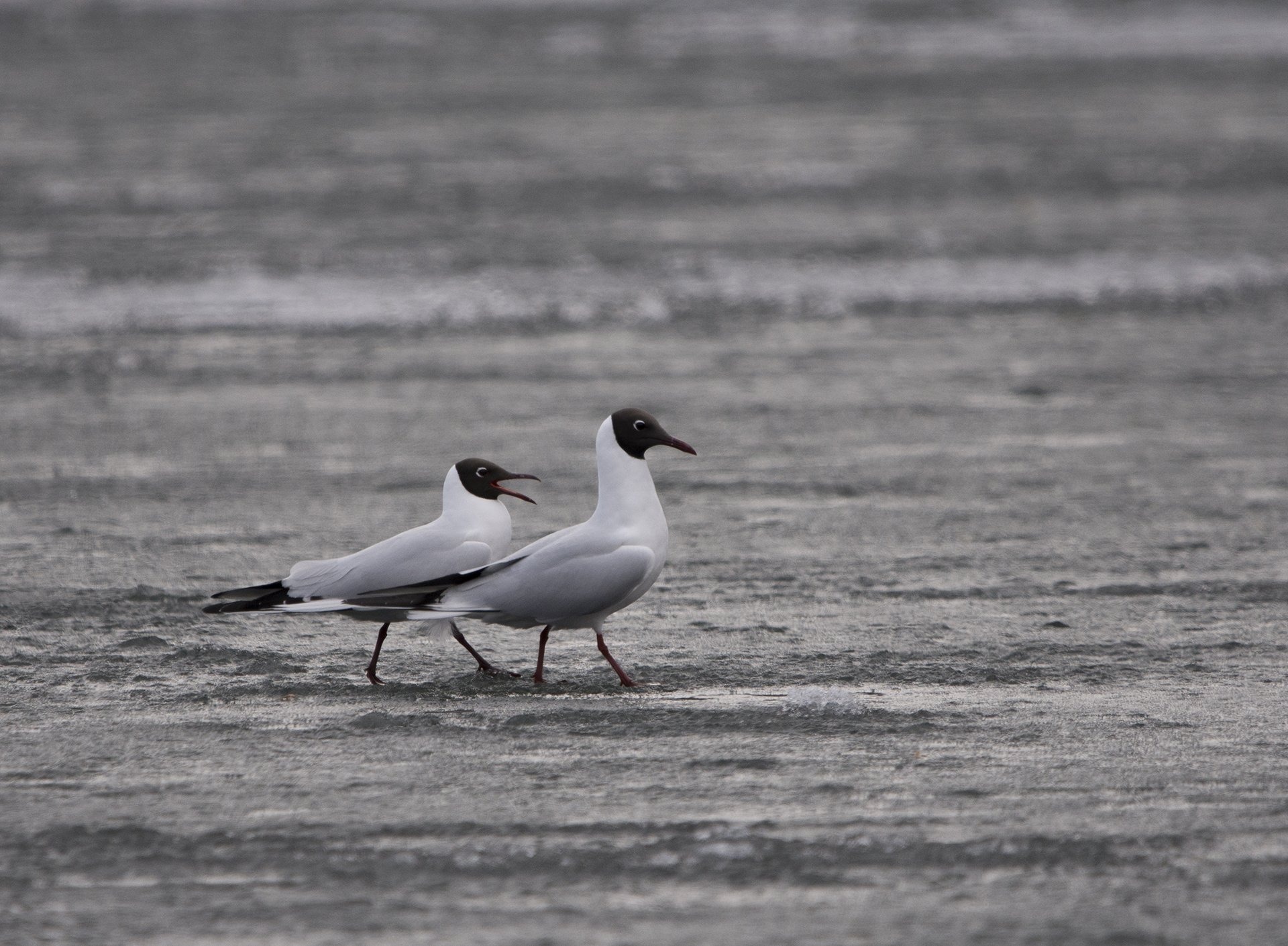Дорогой, ты меня слушаешь?!