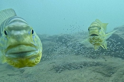 Знают ли рыбы, что мы за ними наблюдаем?