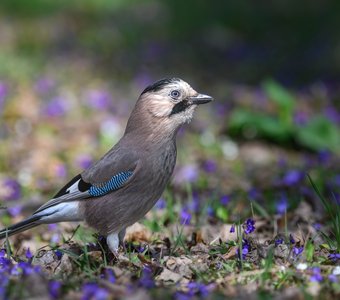Краски весны