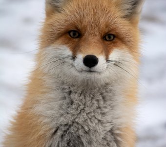 Лисичкин портрет