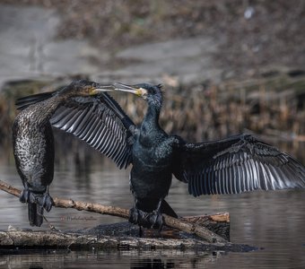 Конфликт поколений