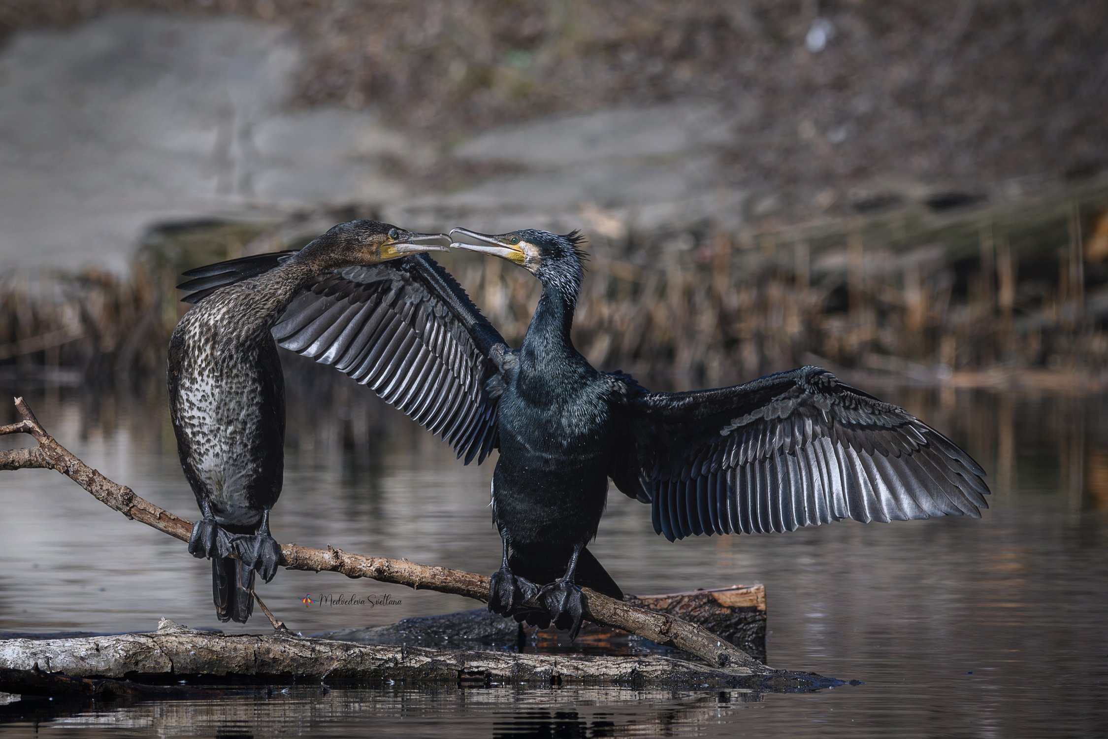 Конфликт поколений