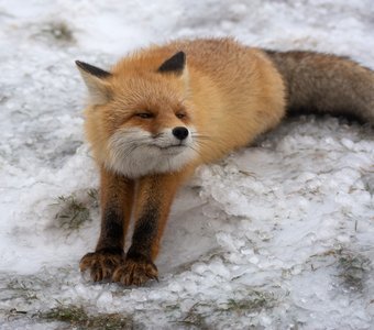 Утренняя зарядка